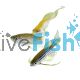 Assorted Longfin Danio 4cm
