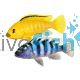 Assorted Malawi Cichlid 3-4cm
