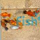 20x Assorted Platy 4cm
