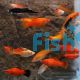 Assorted Swordtail 