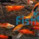 Assorted Swordtail 