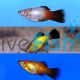 Assorted Wagtail Platy 