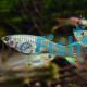 Assorted Female Endlers Guppy
