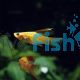 Assorted Hi-fin Swordtail