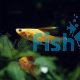 Assorted Hi-fin Swordtail 