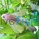 Assorted Longfin Bristlenose Catfish