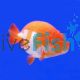 Assorted Ranchu