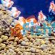 Carassius Auratus