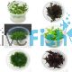 Assorted TC Plant Package