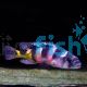 Astatotilapia Latifasicatus Crimson Tide