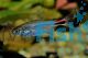 Pepper Tetra 1cm 