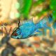 Balloon Gold Head Electric Blue Ram