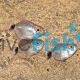 Balloon Red Eye Tetra Lampeye