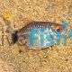 Balloon Red Eye Tetra Lampeye 