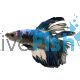 Male Fancy Siamese Fighting Fish
