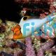 Bicolor Parrotfish