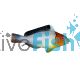Bicolor Parrotfish