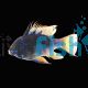 Ramirezi Blue-Black