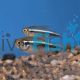 Black Neon Tetra