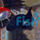 Black Ranchu 5cm