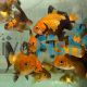 Black and Gold Oranda