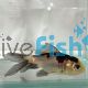 Black and White Oranda