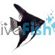 Black Angel Fish