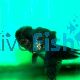 Black & Bronze Oranda