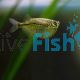 Black Line Silver Hatchet Fish