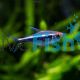 Black Neon Tetra