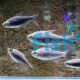 Black Emperor Tetra