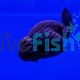 Black Ranchu