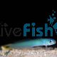 Black Tail Dartfish