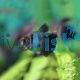 Black Widow Tetra