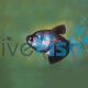 Black Widow Tetra