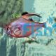 Bleeding Heart Tetra 