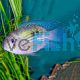 Blue Acara 