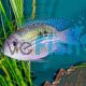 Blue Acara
