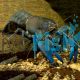 Blue Claw Yabbie
