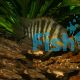 Blue-Eye Cichilasoma