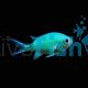 Chromis Blue-Green 