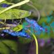 Blue Glass Shrimp - Algae Eating 