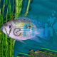 Blue Acara Rio Meta Colombia