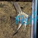 Blue Zebra Pinoy Angelfish 