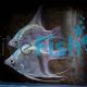 Blue Angelfish