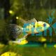 Ramirezi Blue Longfin