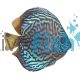 Blue Turquoise Discus