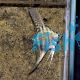 Blue Zebra Angelfish 4.5cm
