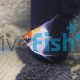 Red Devil Angel Fish