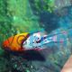 Hogfish Lyretail